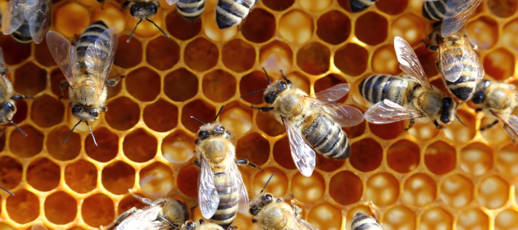 Abeilles dans leur ruche